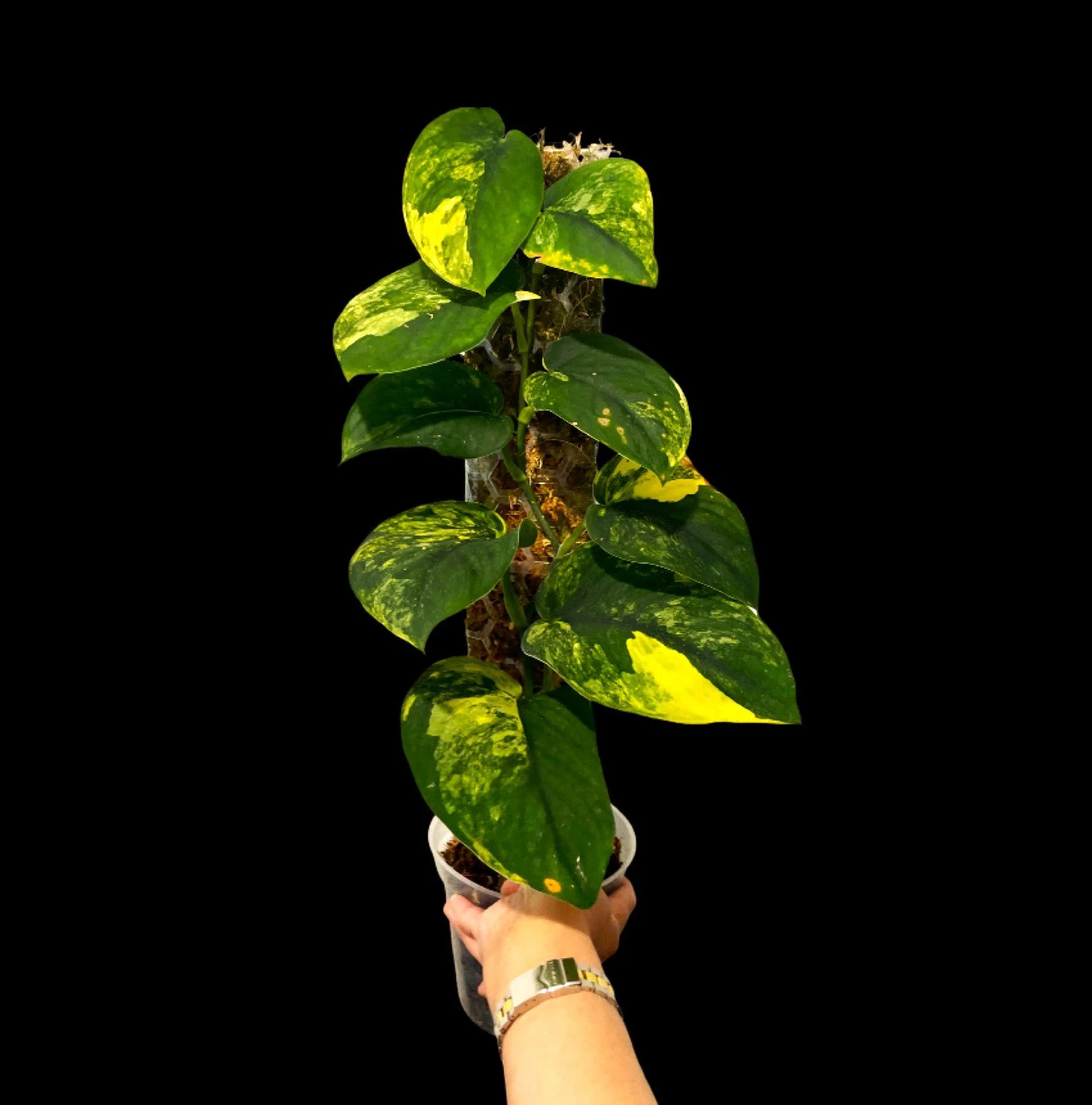 Scindapsus — Premium Variegated Rare Plants — My Premium Plants Store